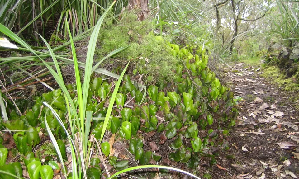 The Rangicircum, Auckland