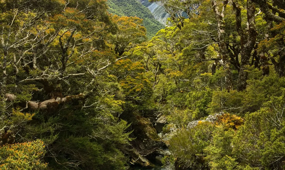 Greenstone/Caples, Otago