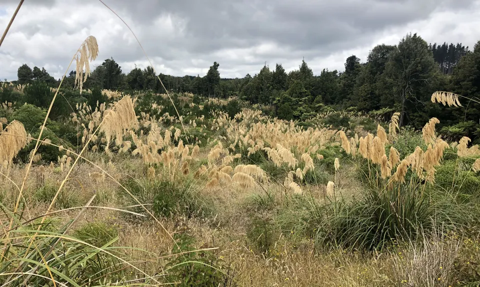 Buffalo Girl Trail - Tect Park, Bay of Plenty