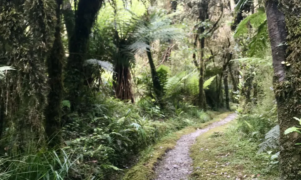 Loop Lake Kaniere, West Coast