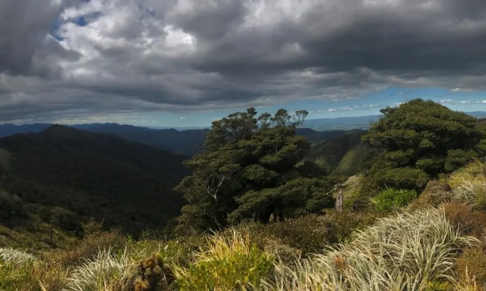 Mt Climie & Tane's Track, Wellington