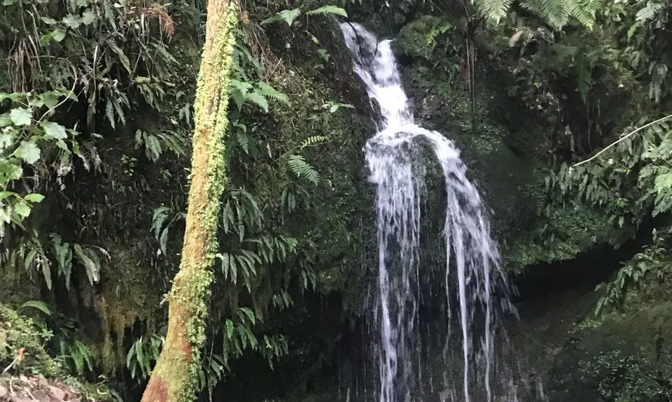 Mt Climie & Tane's Track, Wellington