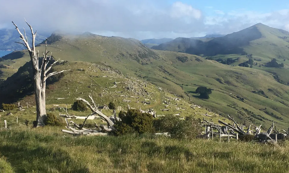 Sweet Sinclair Summit, Canterbury