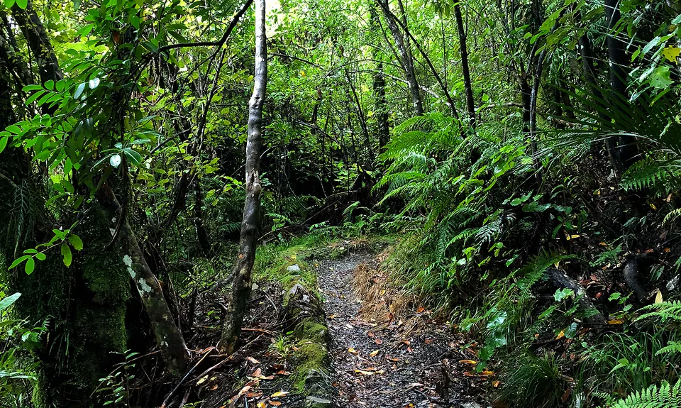 Tuatara Trail Run, West Coast