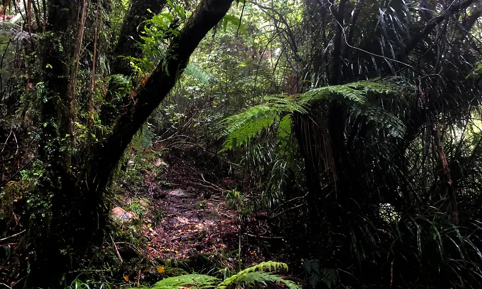Tuatara Trail Run, West Coast