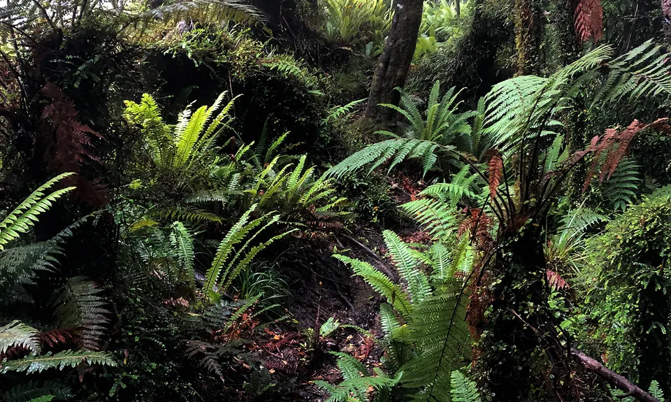 Tuatara Trail Run, West Coast