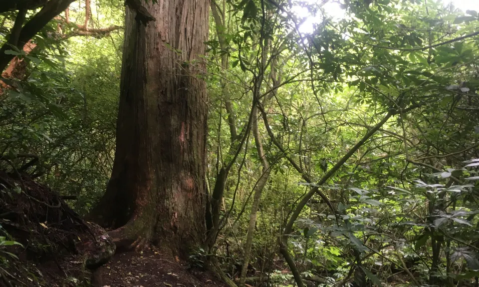The Giants of Geraldine, Canterbury