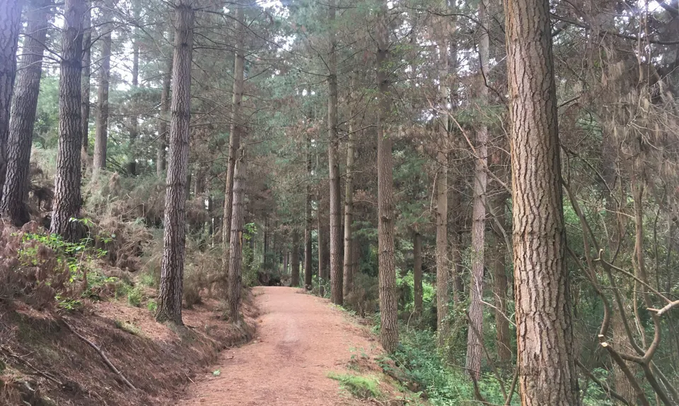 The Giants of Geraldine, Canterbury