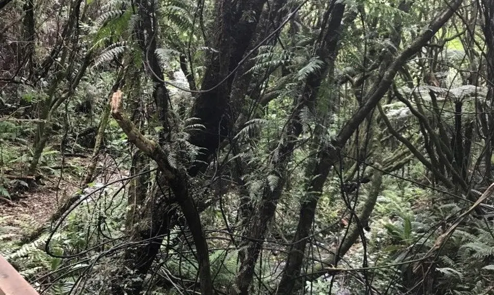 Rata Ridge, Wellington