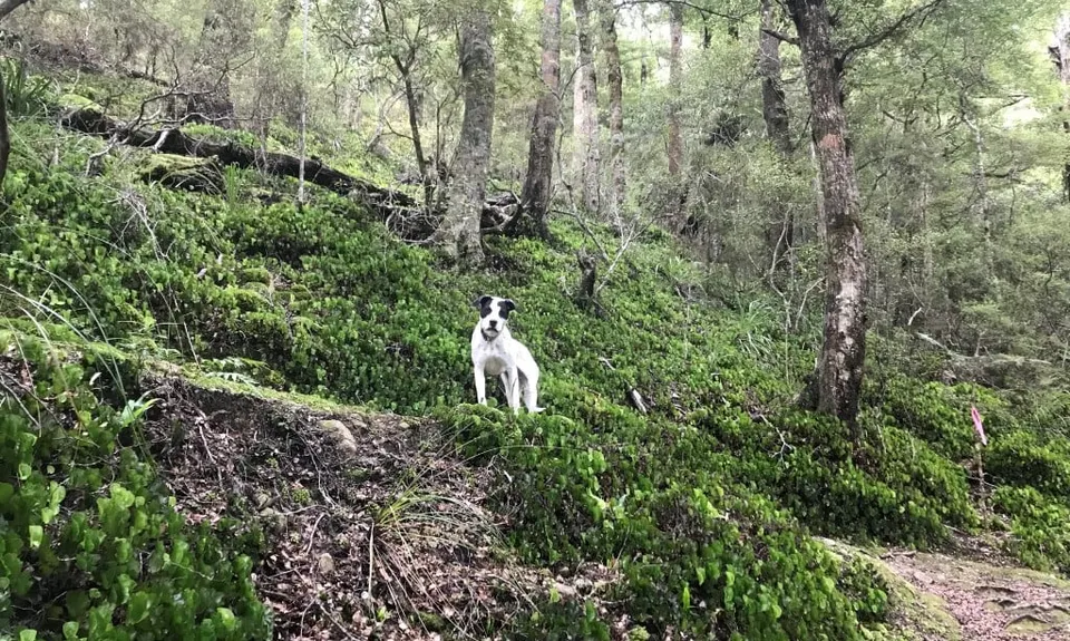 Rata Ridge, Wellington