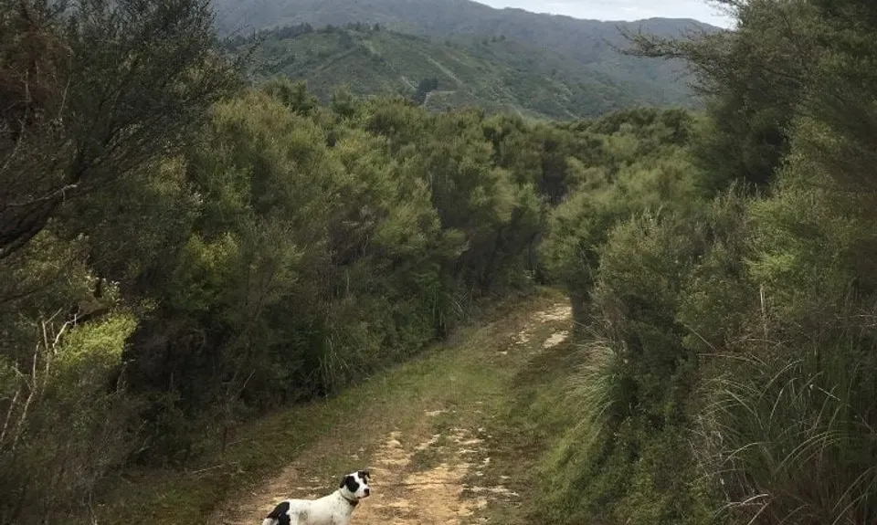 Rata Ridge, Wellington