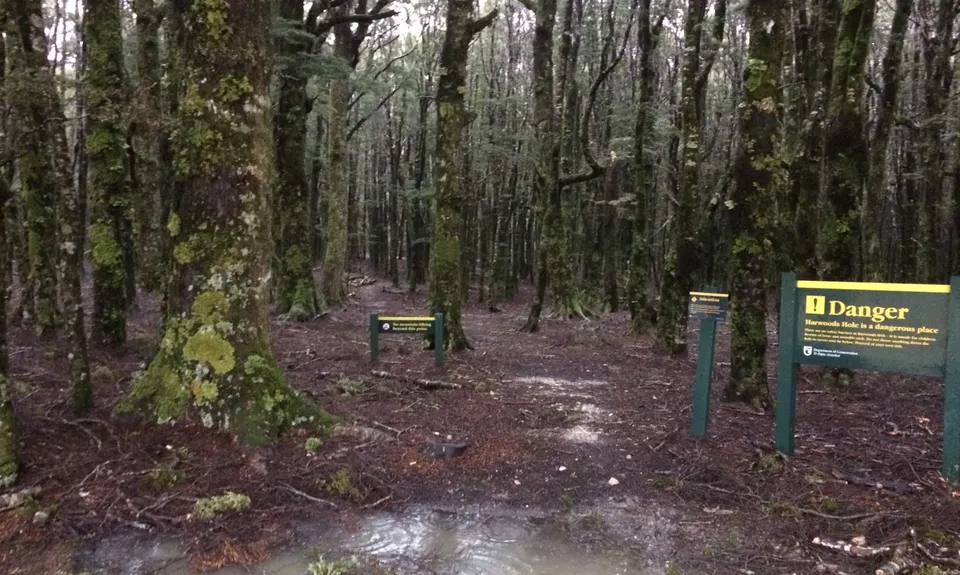 Harwoods Gold, Tasman