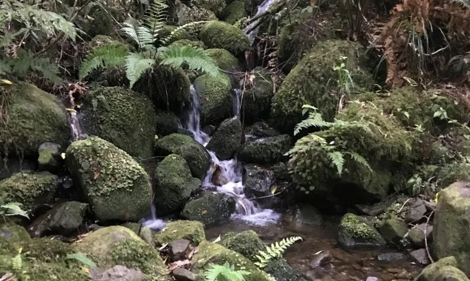 Norbett Creek Loop, Wellington