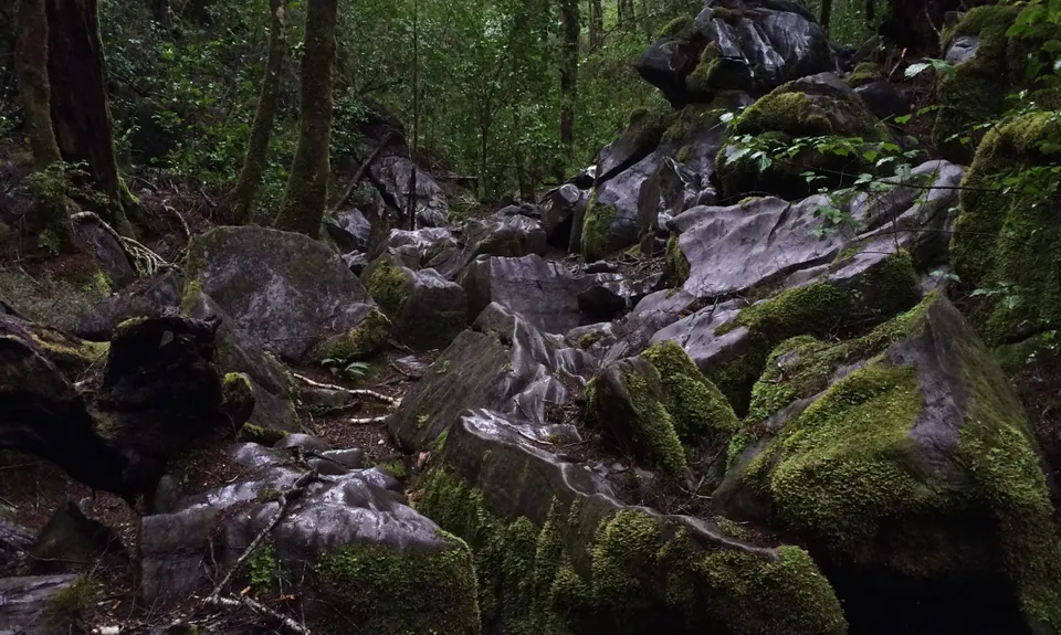 Harwoods Gold, Tasman
