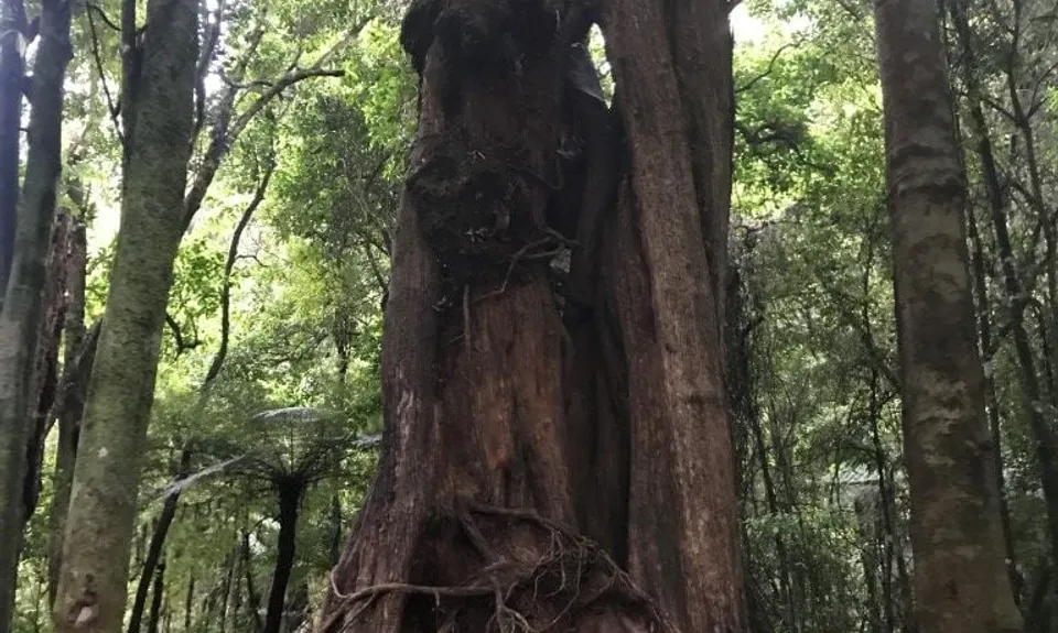 Norbett Creek Loop, Wellington