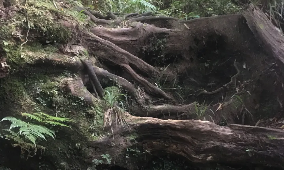 Maungatautari crazy 8, Waikato