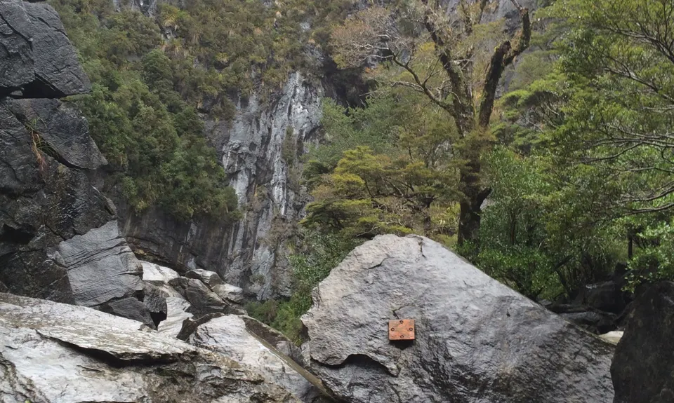Harwoods Gold, Tasman