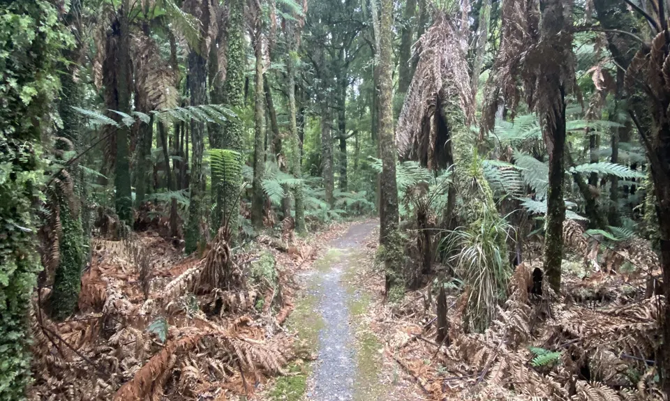Te Maire Track, Manawatu - Wanganui