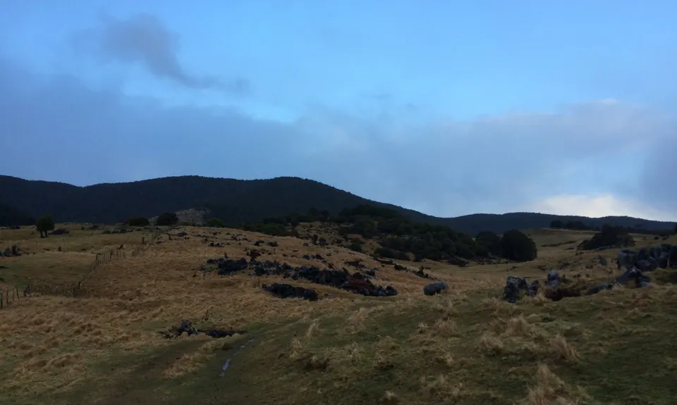 Harwoods Gold, Tasman