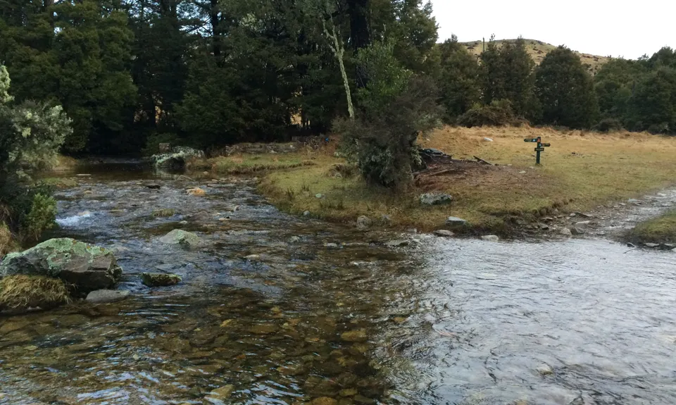 Harwoods Gold, Tasman
