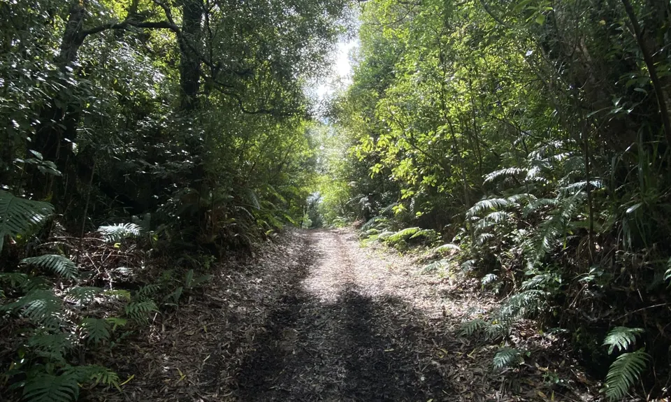 Rain Forest Romp at Pukeiti, Taranaki