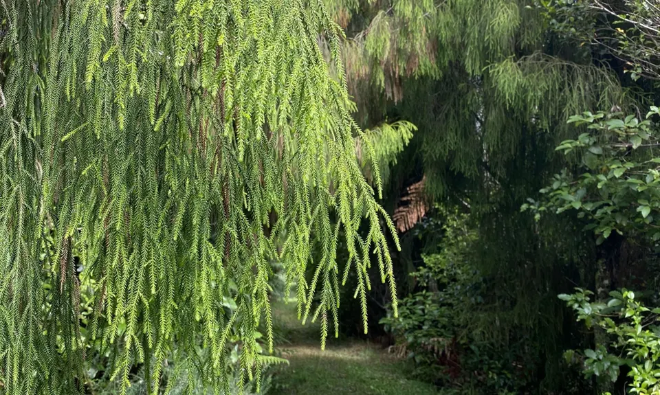 Rain Forest Romp at Pukeiti, Taranaki