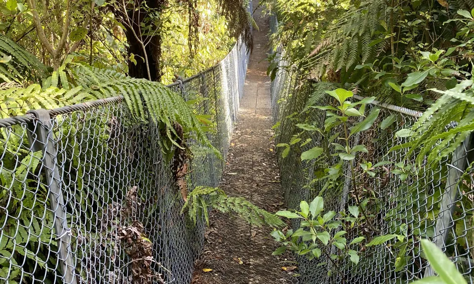 Rain Forest Romp at Pukeiti, Taranaki