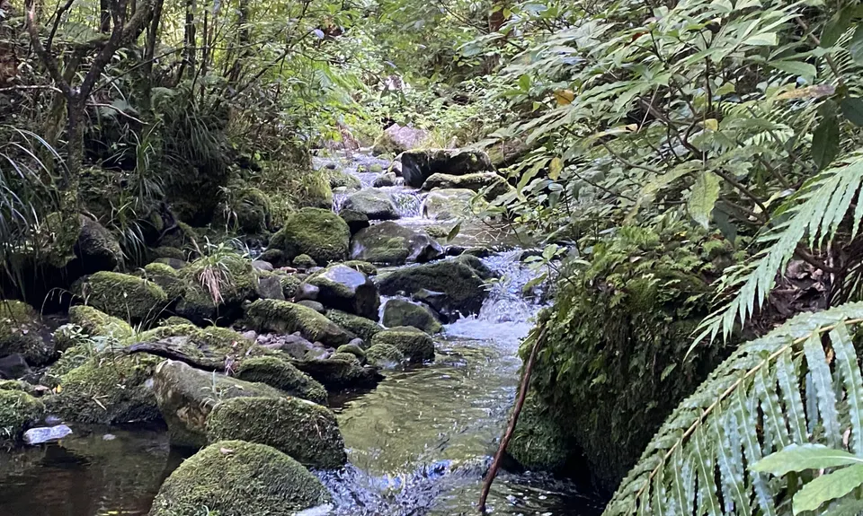 Rain Forest Romp at Pukeiti, Taranaki