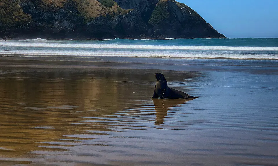Sandhills, Cannibals & Sea-Lions, Otago