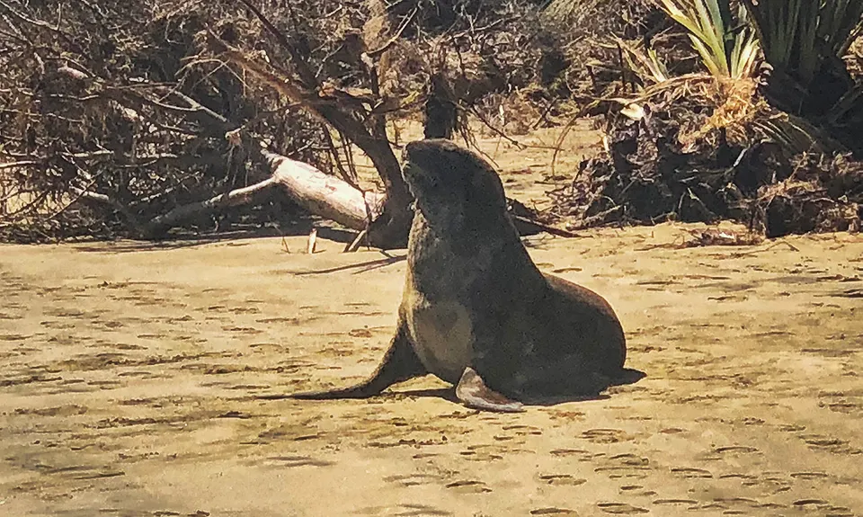 Sandhills, Cannibals & Sea-Lions, Otago