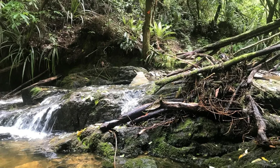 Herbert Dabs, Otago