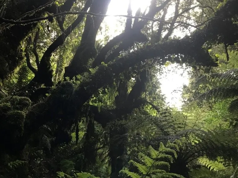 Mangakotukutuku Falls, Taranaki