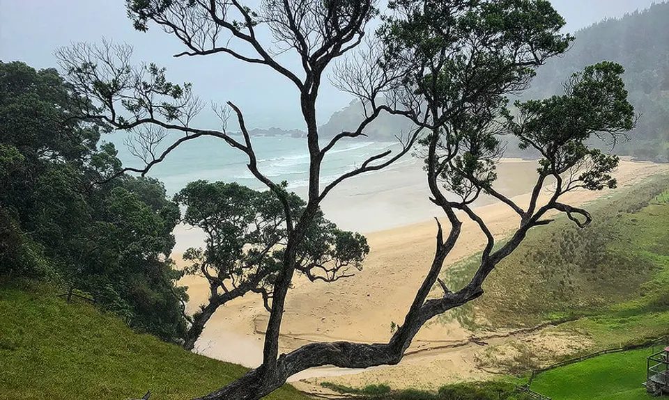 Whananaki Estuary and Bush, Northland