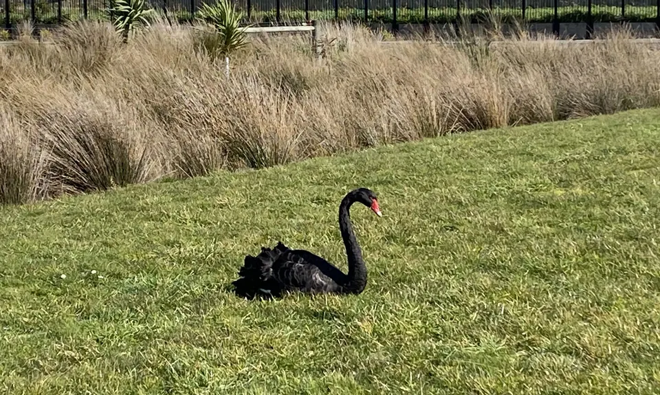 Te Whariki Hikoi, Canterbury