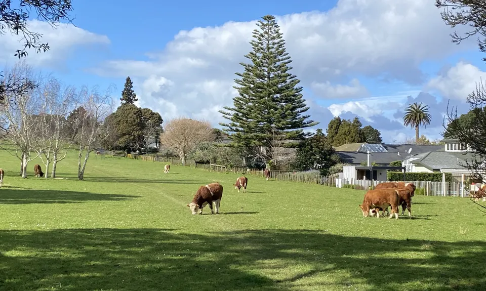 Maungakiekie Loop with a Cherry on Top, Auckland