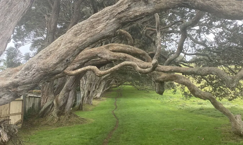 Maungakiekie Loop, Auckland