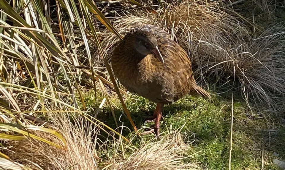 The Paparoa, West Coast