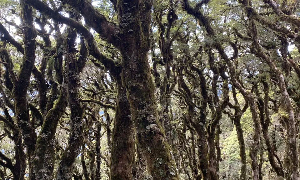 The Paparoa, West Coast