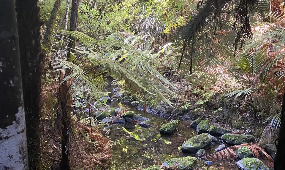 Tanekaha Trails, Northland