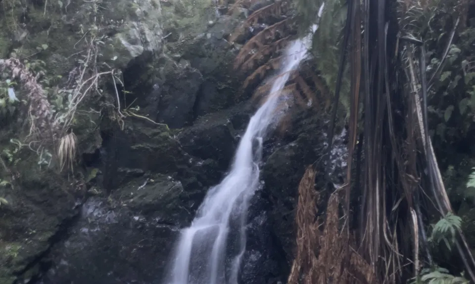 Tanekaha Trails, Northland