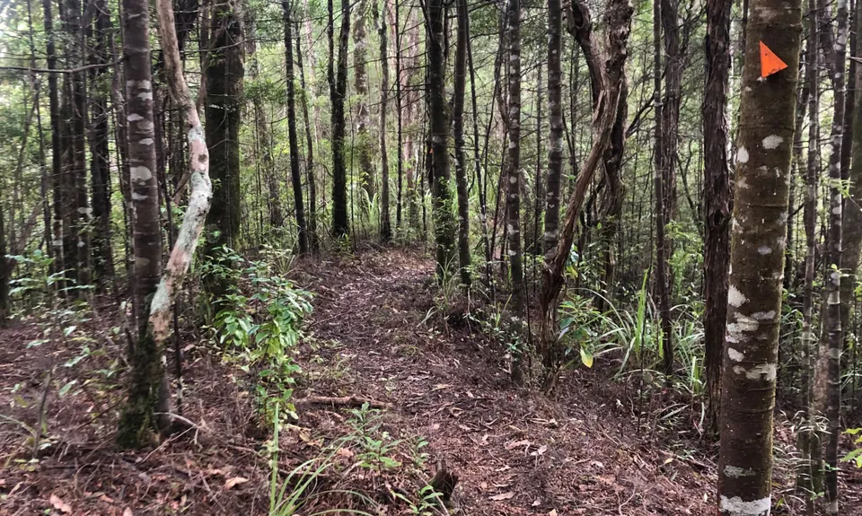Te Kauri Park Loop, Waikato