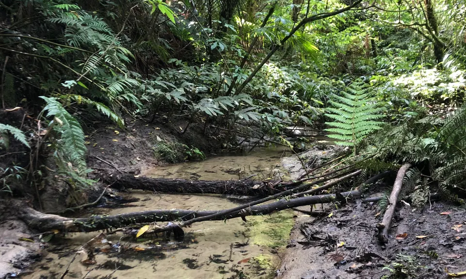 Te Kauri Park Loop, Waikato