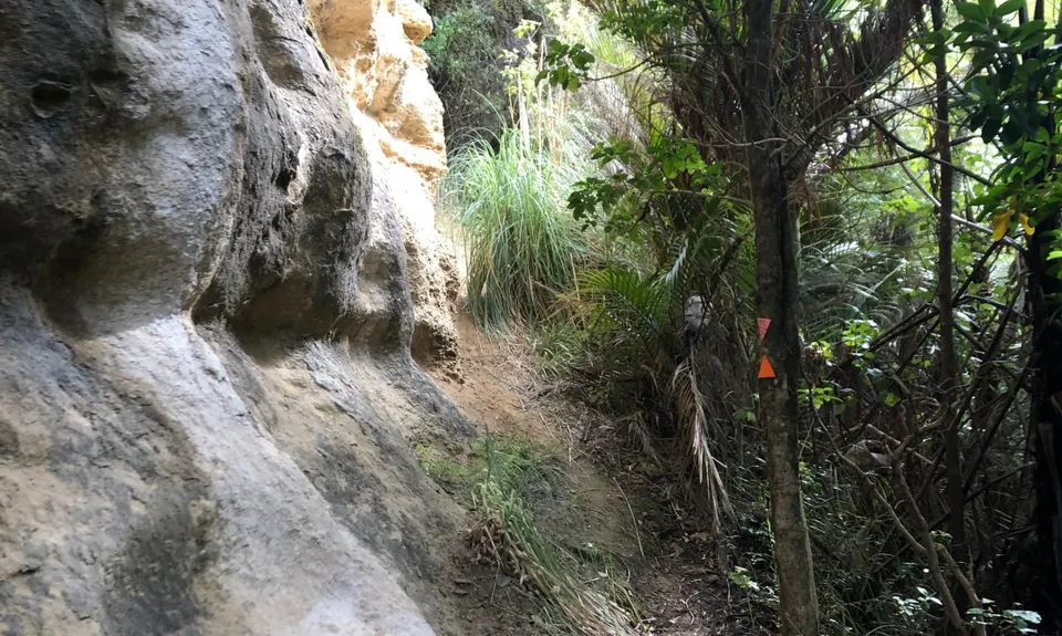Te Kauri Park Loop, Waikato