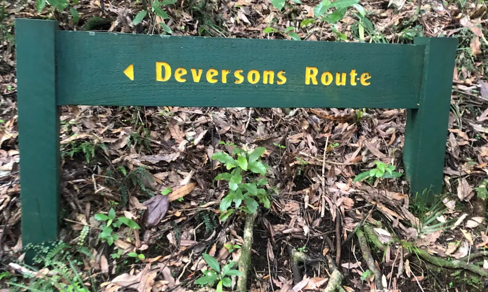 Te Kauri Park Loop, Waikato