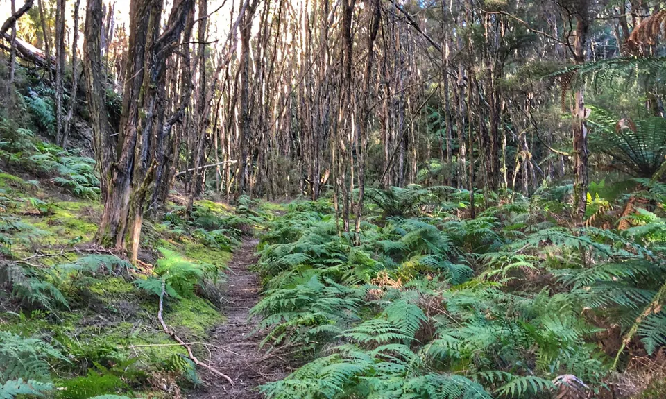 Tarawera Trail Route Recce, Bay of Plenty