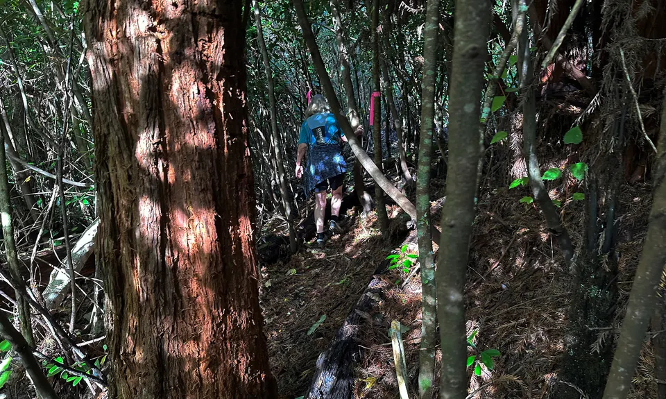 RTRC Natives Loop, Bay of Plenty