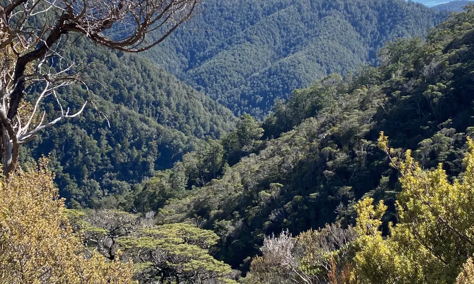 Dun Mountain Loop, Nelson