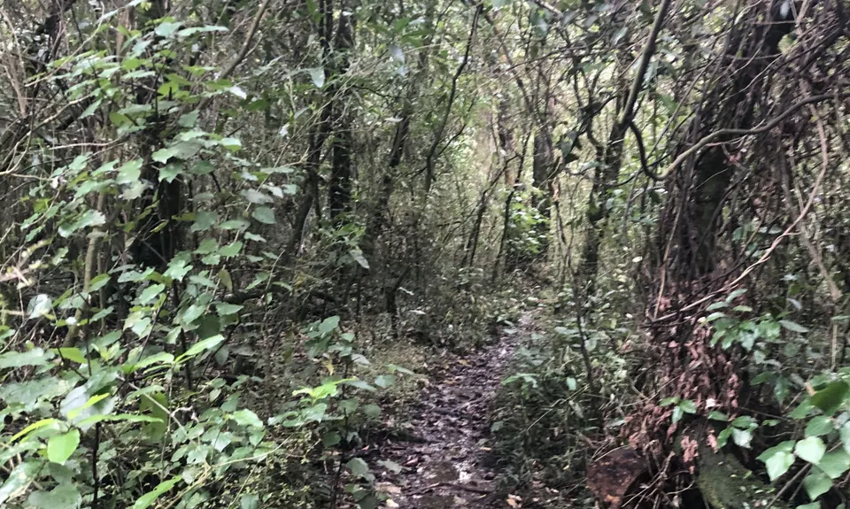 Sutherland's Puriri Bush, Manawatu - Wanganui