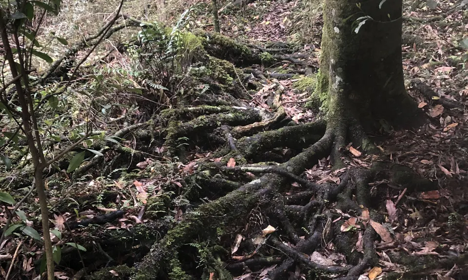 Sutherland's Puriri Bush, Manawatu - Wanganui