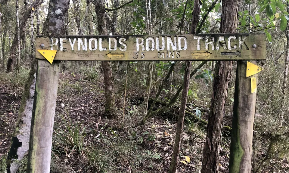 Sutherland's Puriri Bush, Manawatu - Wanganui